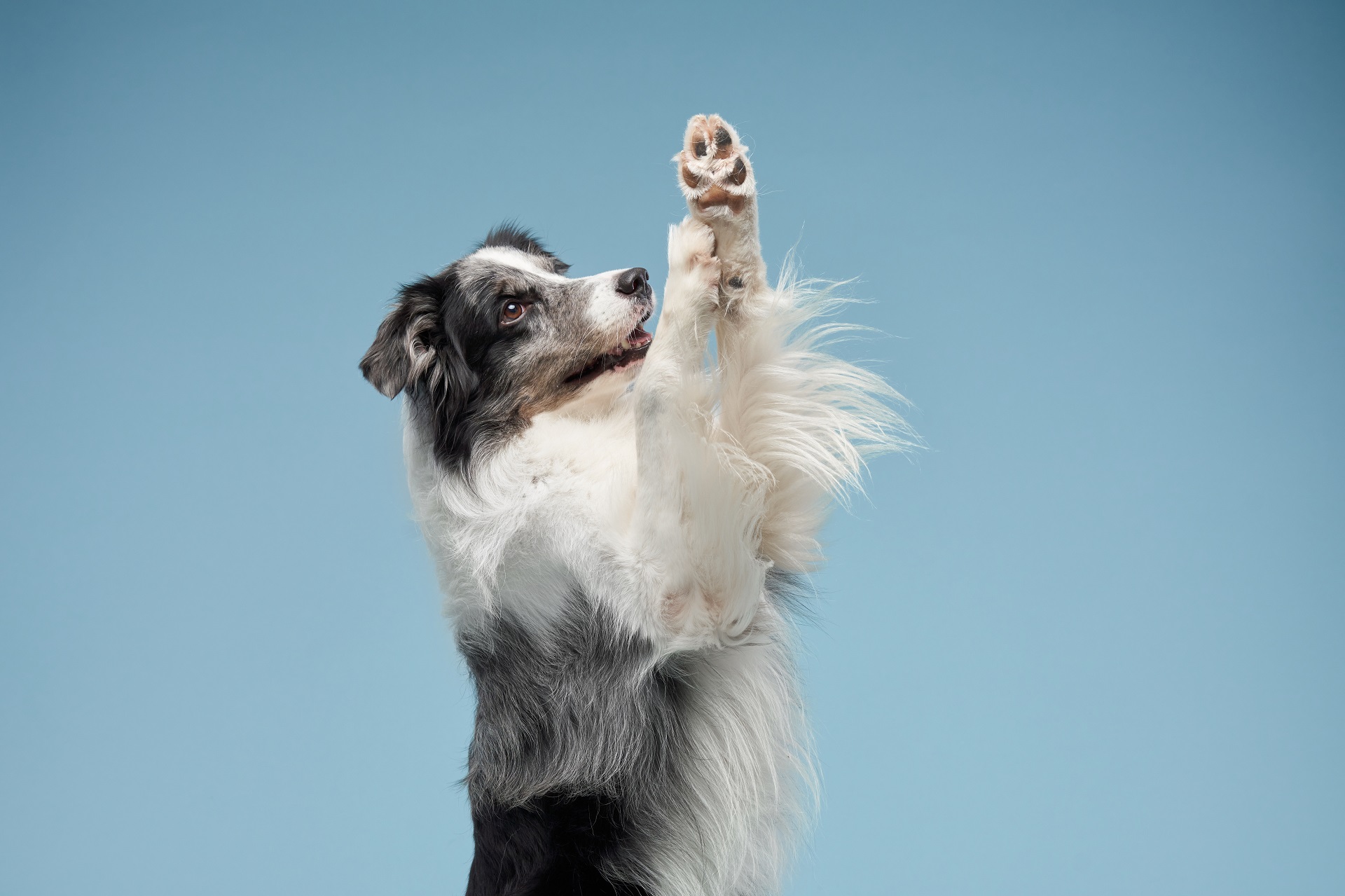dog waving paw, blue marble on a blue background. Obedient border collie