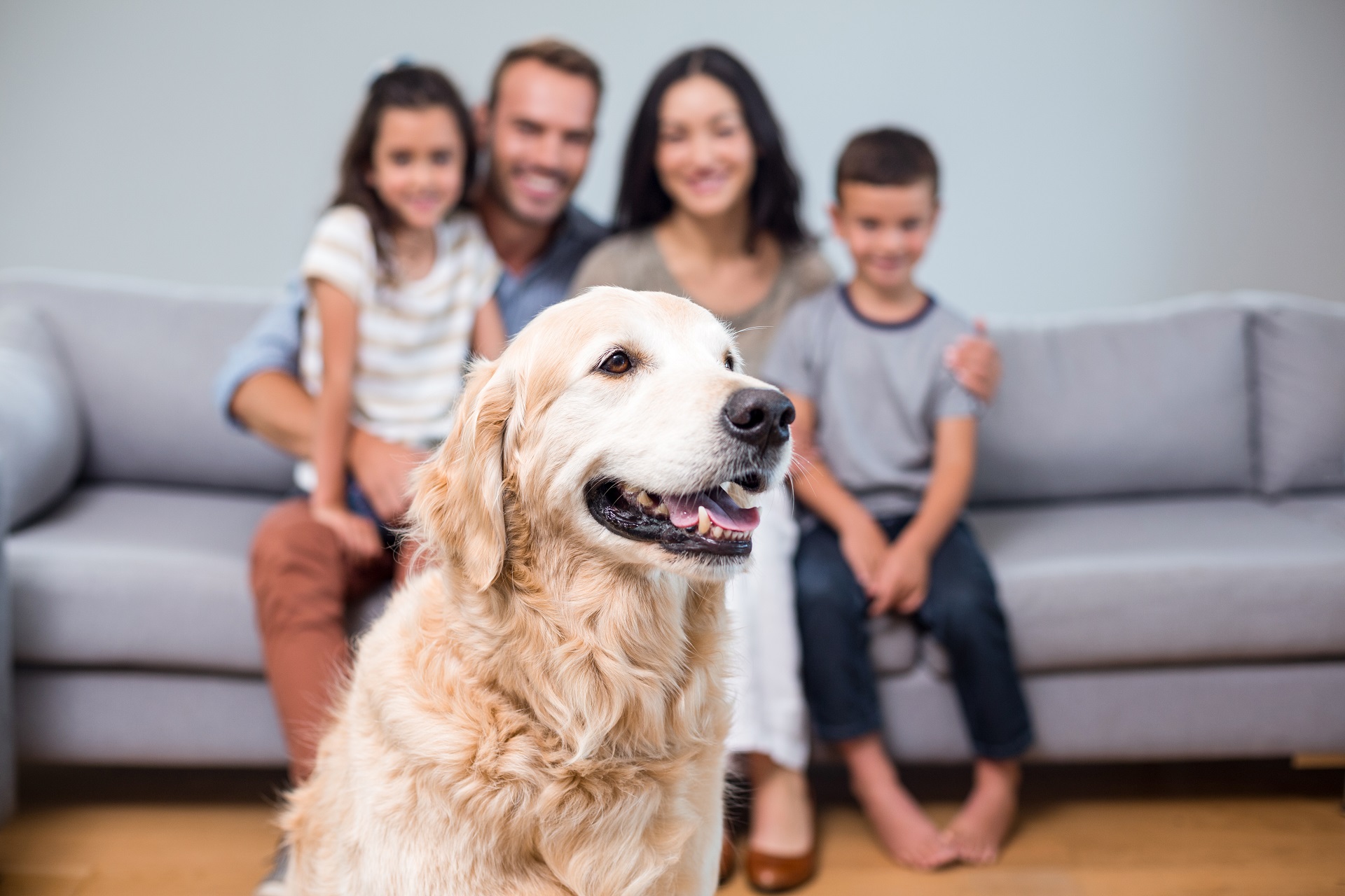 Pet in living room and family sitting on sofa in background