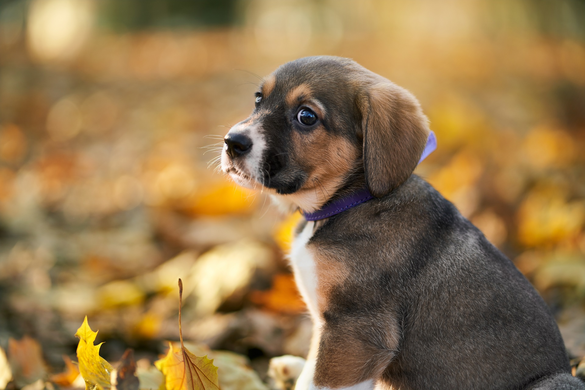 Puppy with violet collar sitting on autumn leaves in park.